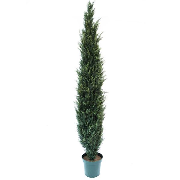 Cyprus CedarTree 8' (AG-6159/8'CP)